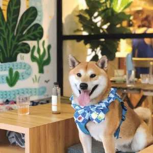 毛孩cafe2026 4 間人氣狗狗cafe推介，特設狗狗餐單及寵物打卡位的狗狗好去處