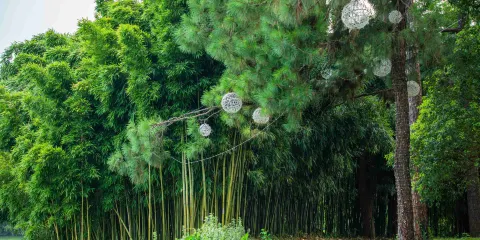 湖州安吉竹博園「匠心說」持證講解+獨立包團(不含門票)