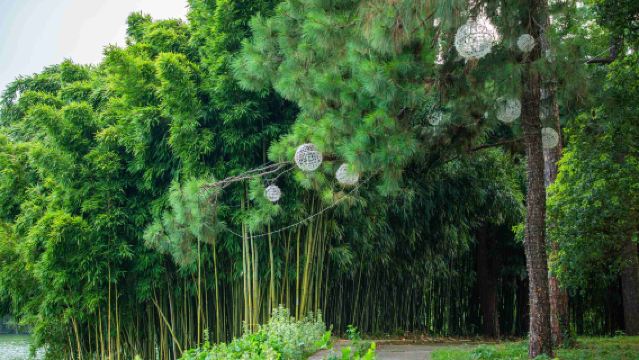 湖州安吉竹博園「匠心說」持證解說+私享包團（不包括入場門票）