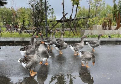 Chinese Merganser Park