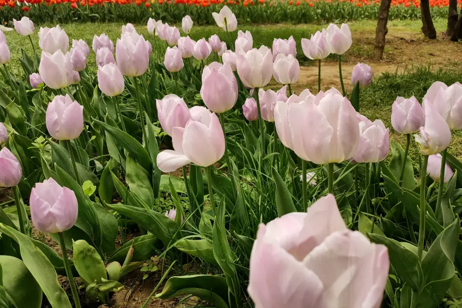 瑞麗植物園