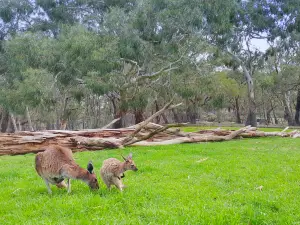 Cleland National Park