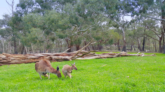 Cleland National Park