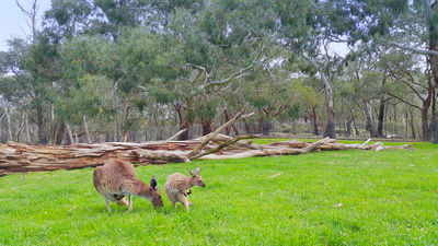 Cleland National Park