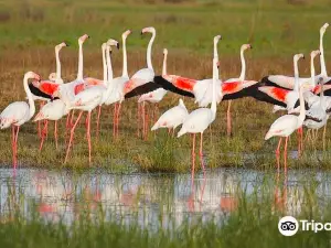 Doñana Reservations and Tours