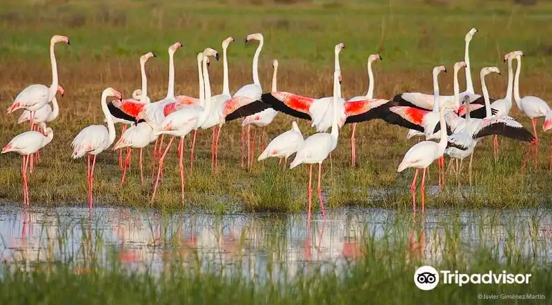 Doñana Reservations and Tours附近的飯店