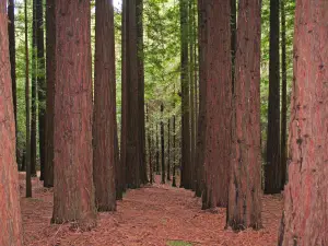 Cement Creek Redwood Forest