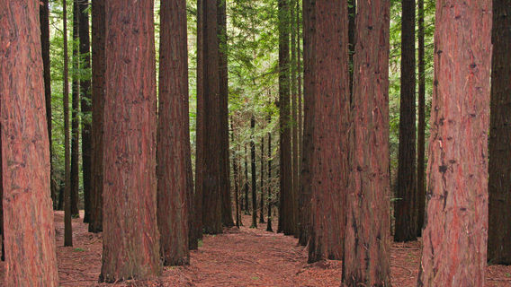 Cement Creek Redwood Forest