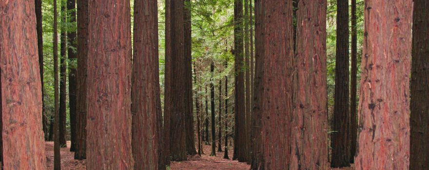 Cement Creek Redwood Forest