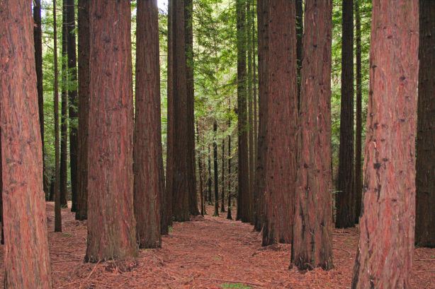 Cement Creek Redwood Forest