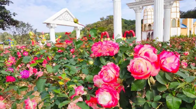 夢幻百花洲周辺のホテル