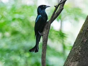 바이윈산 조류 관찰