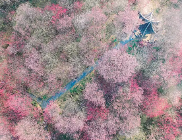 Yangzhou Appreciation of Plum Blossoms