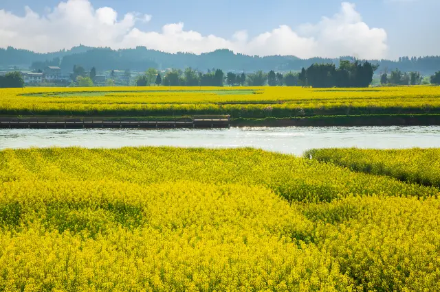 Rapeseed Flower Viewing in Chongqing