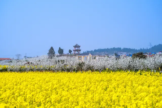 Enjoying Rapeseed Flowers in Sichuan