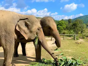 Living Green Elephant Sanctuary&Foundation