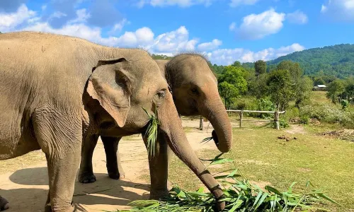 Living Green Elephant Sanctuary&Foundation