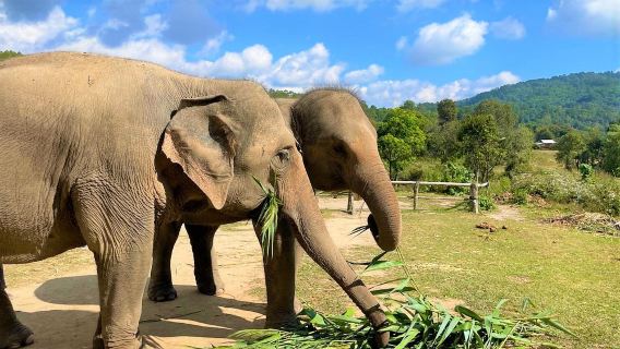 Chiang Mai Living Green Elephant Sanctuary&Foundation