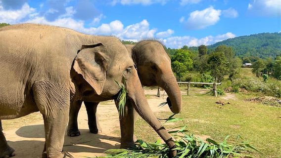 Living Green Elephant Sanctuary&Foundation