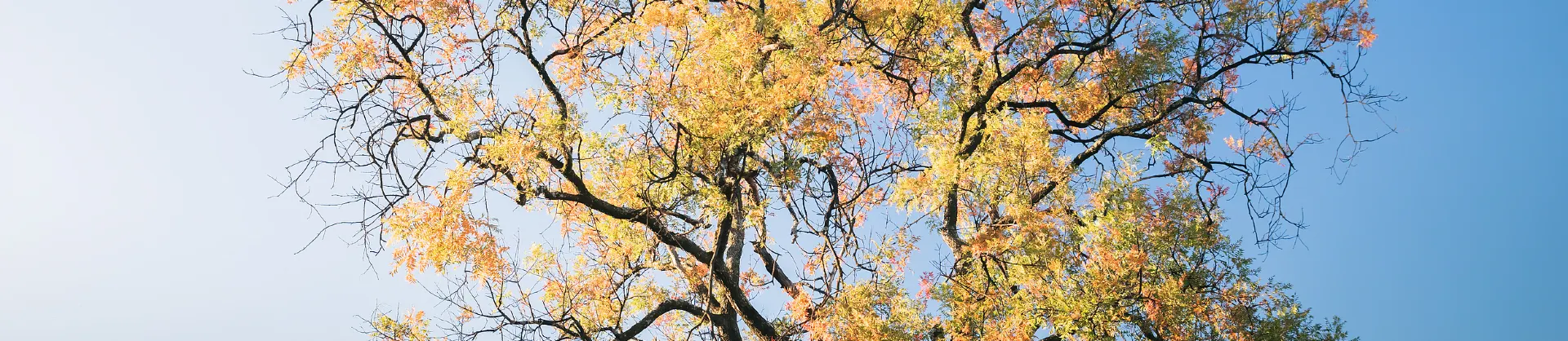Fall Viewing Attractions