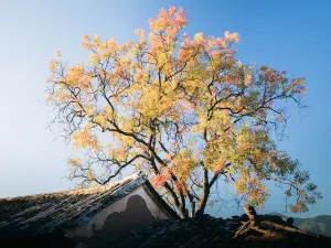 Popular Fall Viewing Attractions in Weishan