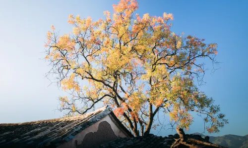 Weishan Ancient City