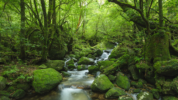 Shiratani Unsuikyo Ravine