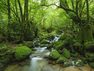屋久島町 ホテルランキング