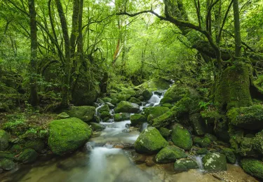Yakushima