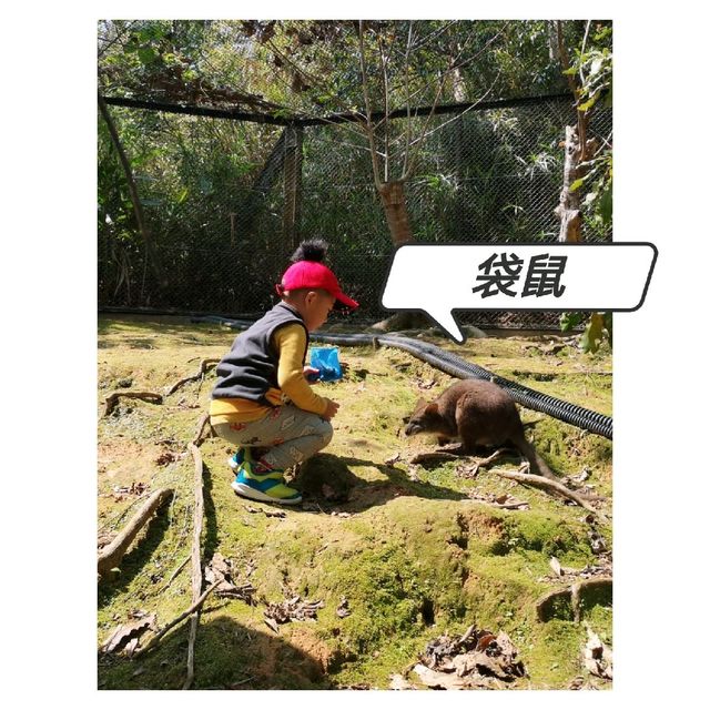 近距離接觸各種鳥類，仲有湖邊風景好好睇！|  沖繩自然動植物公園 Neo Park