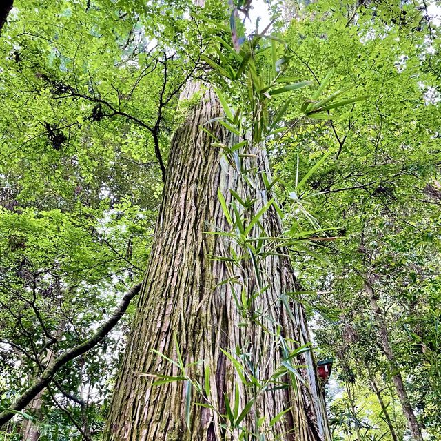 箱根神社の脇参道