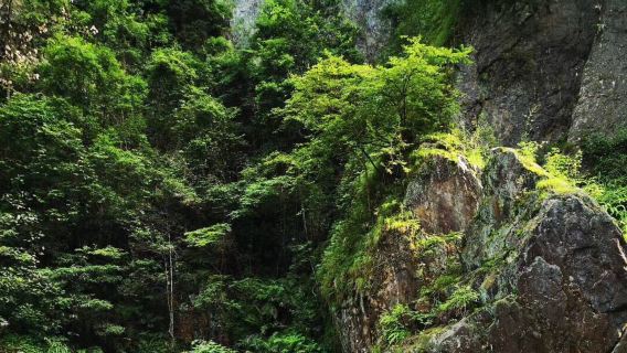 Luoxi National Forest Park