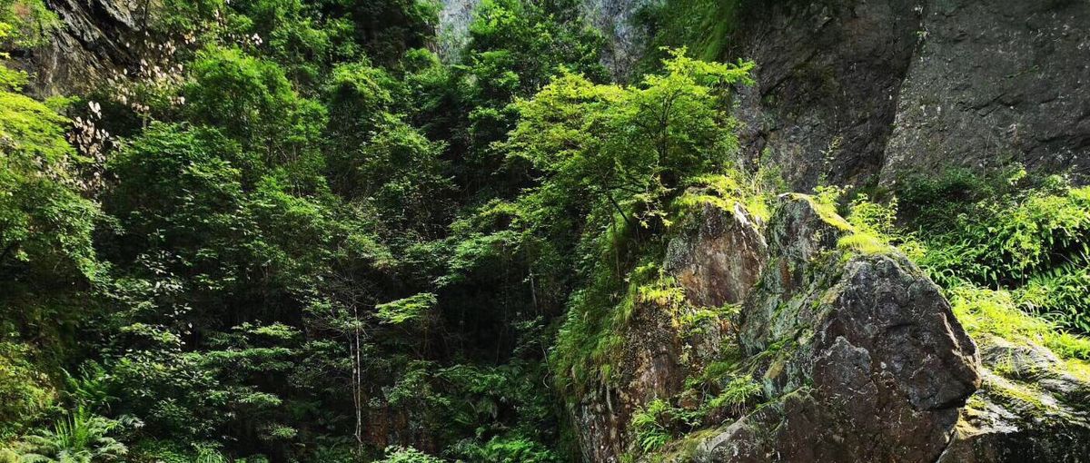 Luoxi National Forest Park