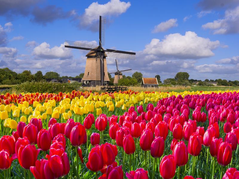 Dutch Flower Sea