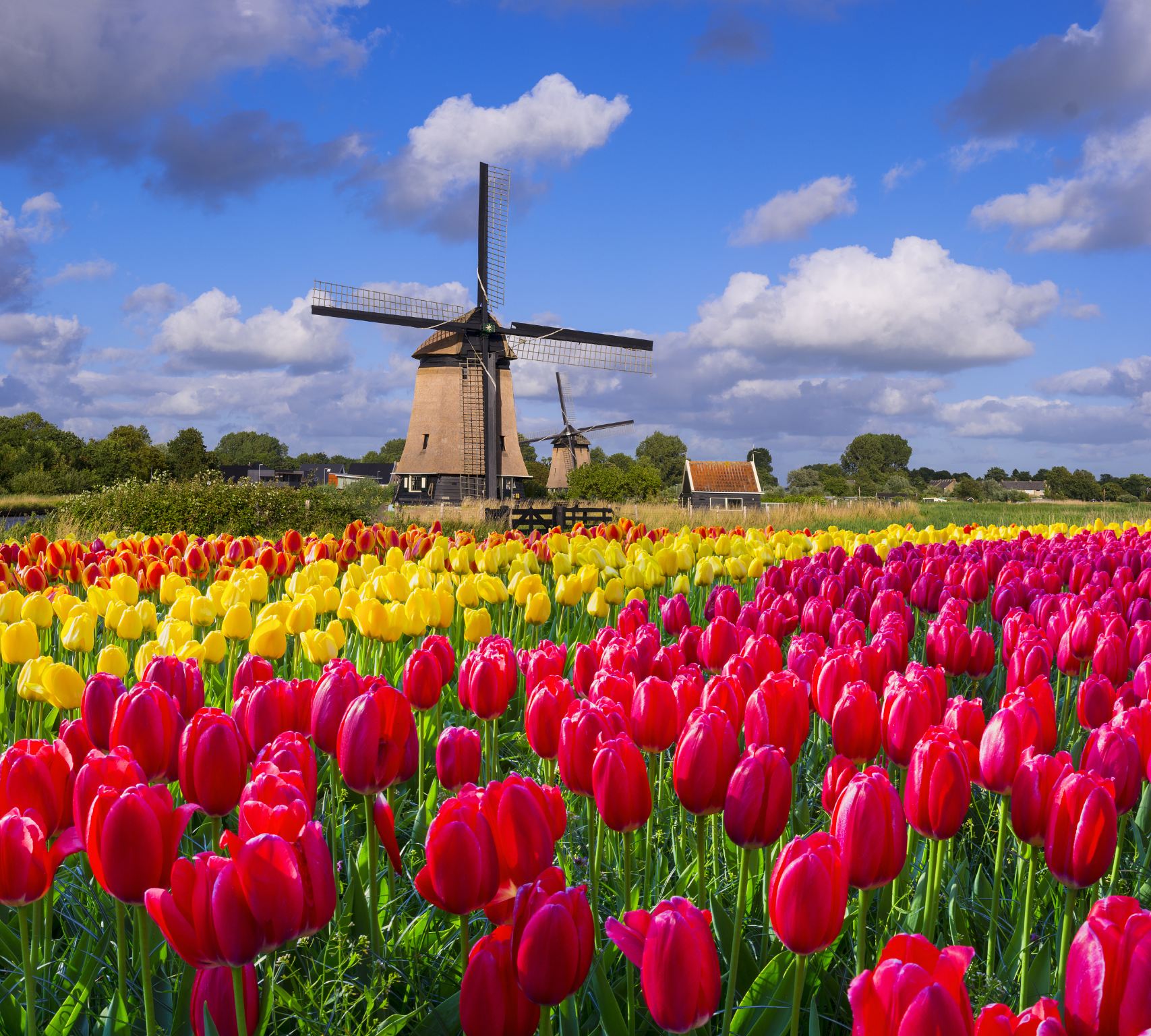鹽城中華麋鹿園+荷蘭花海一日遊【包車遊】