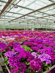 Fenhe Bay Flower Field