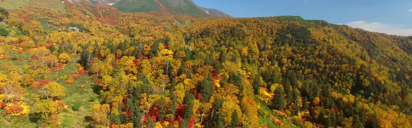 Fall Viewing Attractions