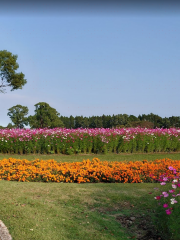 Miyazaki Prefecture Agricultural Science Park Lupine Park Umaikan