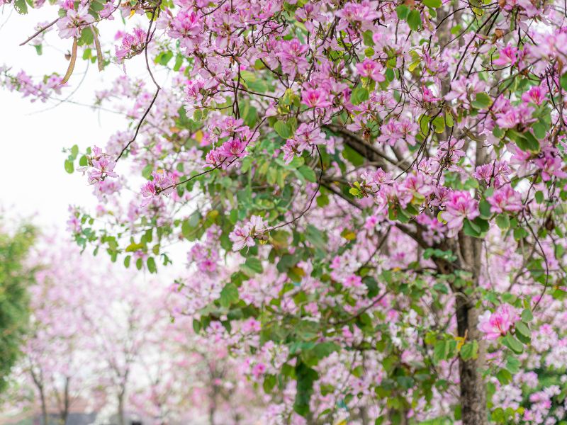 Tianfu Flower Valley