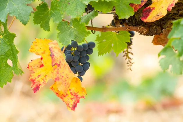 Для бизнес-поездок Отели в г. Бордо