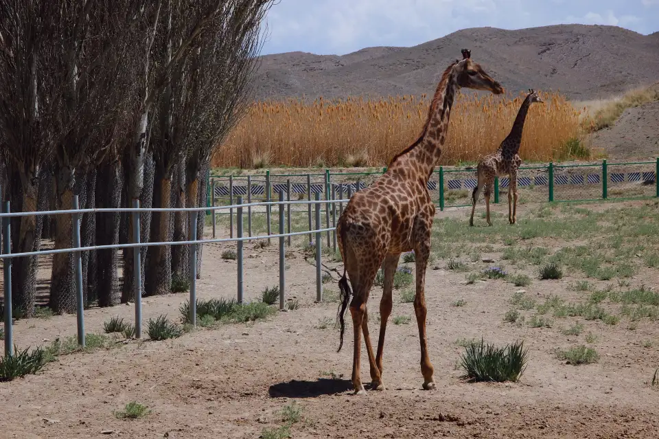 2_Tianshan Mountain Wildlife Park
