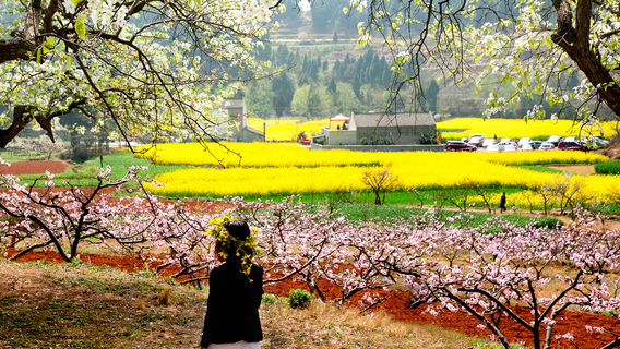 Songlin Peach Blossom