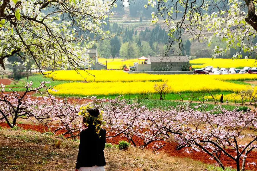 Songlin Peach Blossom