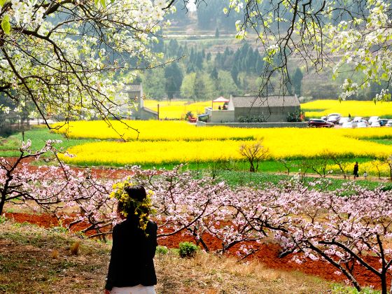 Songlin Peach Blossom