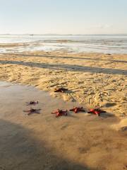 Starfish Beach