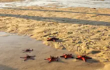 Starfish Beach