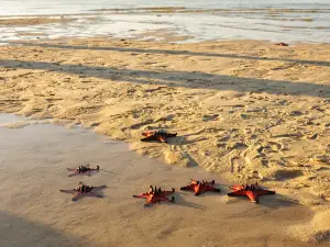 Starfish Beach