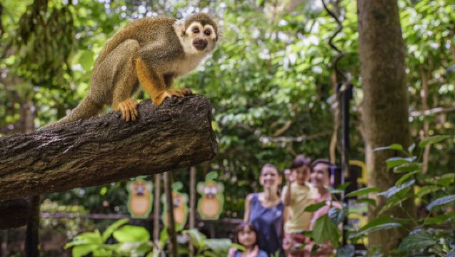 新加坡動物園＋夜間動物園【中文專車接送＋含門票】