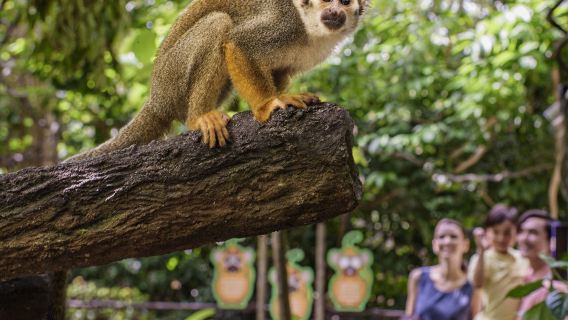 新加坡動物園+夜間動物園【中文專車接送+包括門票】