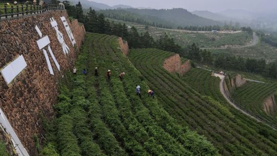 shu cha jiu yi liu cha chang